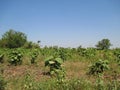 new teak tree seeds growing green leaves and other trees and wild grasses on the land. against the backdrop of a bright blue sky Royalty Free Stock Photo