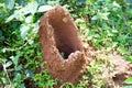 New termite house