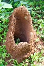 New termite house Royalty Free Stock Photo