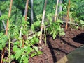 New tomato plants in greenhouse border.