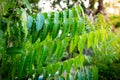 New top leaf of neem plant. Azadirachta indica - A branch of neem tree leaves.