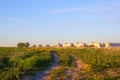 New town houses in the field. Royalty Free Stock Photo