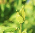 New tree branch with young leaves