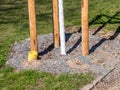 New tree with drainage pipe for irrigation Royalty Free Stock Photo