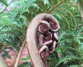 New Tree Fern frond Royalty Free Stock Photo