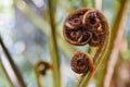 New tree fern leaf Royalty Free Stock Photo