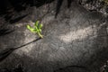 New tree growth up on dead tree as business concept