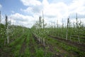 New trees on farm. Rows of flowering apple tree seedlings on field in spring