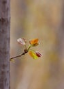 New trees leaf Royalty Free Stock Photo