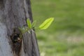 New trees leaf Royalty Free Stock Photo