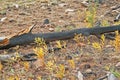 NEW TREES SPROUTING NEXT TO FALLEN BURNT TREE AFTER A FIRE Royalty Free Stock Photo