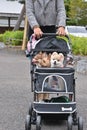 Pet dogs in japan carried around in baby carriage