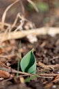 New Tulip Leaf Royalty Free Stock Photo