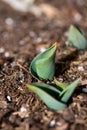 New Tulip Plant Royalty Free Stock Photo