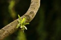 New twig with leaves on a willow trunk. Dark green background. Tree branch. Royalty Free Stock Photo