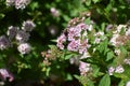Spiraea, spirea, meadowsweets or steeplebushes (Filipendula and Aruncus) Royalty Free Stock Photo