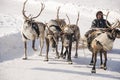 New Urengoy, YaNAO, North of Russia. March 1, 2016. The holiday of north nationality. Nenets man and north deer in winter day