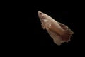 (Ikan Cupang) Betta fish isolated on black background.