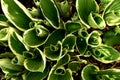 New variegated hostas viewed from above Royalty Free Stock Photo