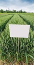 varieties of winter wheat, sectors demo plots with pointers