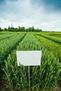 varieties of wonter wheat crops with pointers Royalty Free Stock Photo