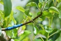 A branch of a fruit tree with a grafted new variety