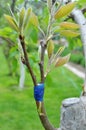 A branch of a fruit tree with a grafted new variety Royalty Free Stock Photo
