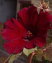 A new varity of Hibiscus collected from Murti Royalty Free Stock Photo