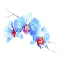 The new view of orchid watercolor hand drawn for postcard