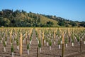 New vineyard planting on flat land flanked by rural Poverty Bay hills at Kaitaratahi, on the outskirts of Gisborne, New Zealand
