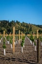 New vineyard planting on flat land flanked by rural Poverty Bay hills at Kaitaratahi, on the outskirts of Gisborne, New Zealand