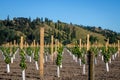 New vineyard planting on flat land flanked by rural Poverty Bay hills at Kaitaratahi, on the outskirts of Gisborne, New Zealand