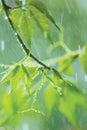 New Virginia Victoria Creeper Leaves, Early Summer Rain Raindrops, Wet Fresh Young Woodbine Leaf Rainy Day Background, Large Royalty Free Stock Photo