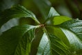 New Virginia Victoria Creeper Leaves, Early Summer Rain Raindrops, Wet Fresh Young Woodbine Leaf Rainy Day Background, Large Royalty Free Stock Photo