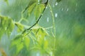 New Virginia Victoria Creeper Leaves, Early Summer Rain Raindrops, Wet Fresh Young Woodbine Leaf Rainy Day Background, Large Royalty Free Stock Photo