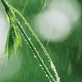 New Virginia Victoria Creeper Leaves, Early Summer Rain, Wet Fresh Leaf Rainy Day Background, Large Detailed Vertical Closeup