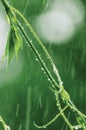 New Virginia Victoria Creeper Leaves, Early Summer Rain, Wet Fresh Leaf Rainy Day Background, Large Detailed Vertical