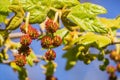 New western sycamore leaves and red fruits on a blue sky background, California Royalty Free Stock Photo