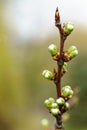New winter buds of a cherry tree prunus avium with green sepals and white petals sprouting in German orchard in spring. Close-up Royalty Free Stock Photo