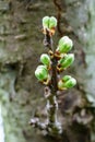 New winter buds of a cherry tree prunus avium with green sepals and white petals sprouting in German orchard in spring. Close-up Royalty Free Stock Photo