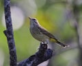 Close up of a Warbler standing on a tree branch. Royalty Free Stock Photo