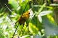 The New World warblers or wood-warblers are a group of small, of Royalty Free Stock Photo