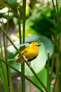 The New World warblers or wood-warblers are a group of small, of Royalty Free Stock Photo