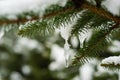 New Year background with white spruce branches. Winter landscape. Pine trees covered with snow. Christmas or winter Royalty Free Stock Photo