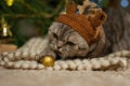 New Year, British Christmas cat in a deer hat, Rudolph on the background of a Christmas tree and lights