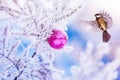 new year card with beautiful bird tit flies to the Christmas tree with a brilliant ball in the winter park Royalty Free Stock Photo