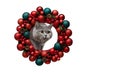 New Year card with cat peeking out of a Christmas red shiny wreath isolated on white background. British cat in Christmas Royalty Free Stock Photo