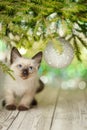 New Year card with a kitten. Christmas background about a cat