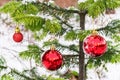 New Year card. Red festive balls hang on a green Christmas tree in the forest. Concept of New Year and Christmas Royalty Free Stock Photo