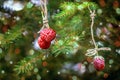 New Year card. Strawberries hanging on a spruce branch.